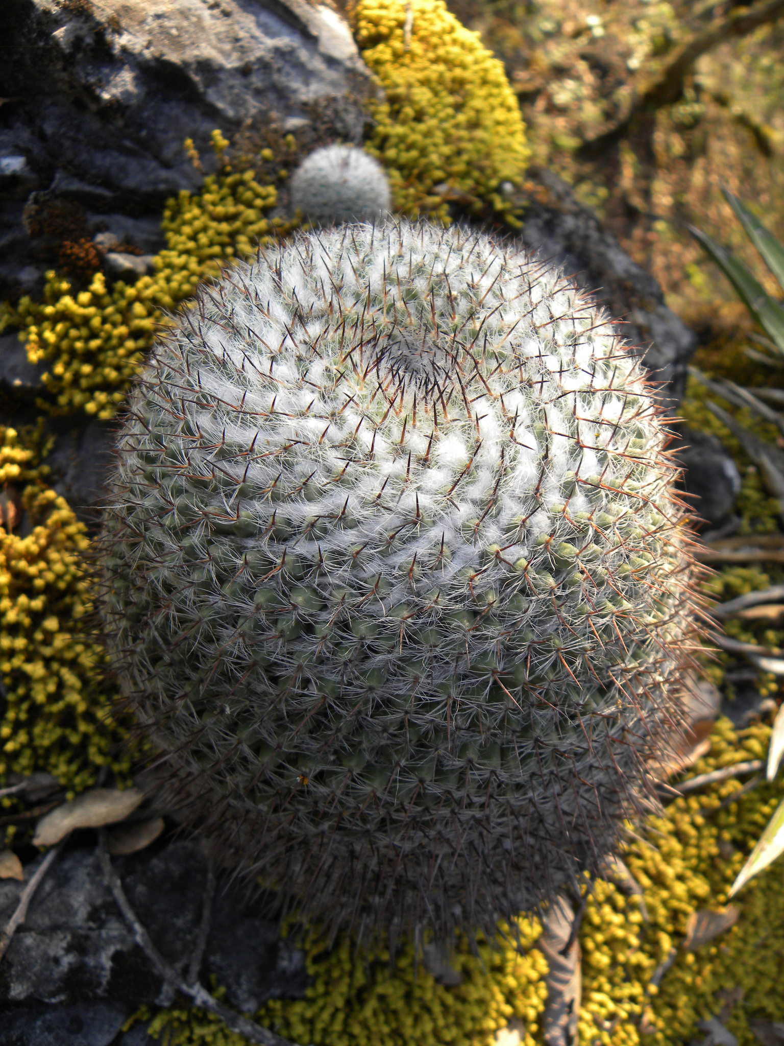 Mammillaria hahniana woodsii